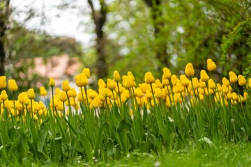 Picturesque landscape featuring a vast expanse of bright yellow tulips in bloom