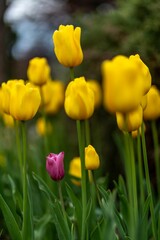 Obraz premium Picturesque landscape featuring a vast expanse of bright yellow tulips in bloom