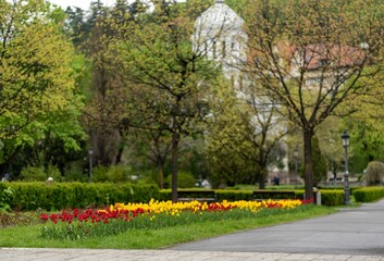 Fototapeta na wymiar Picturesque landscape featuring a vast expanse of bright colorful tulips in bloom