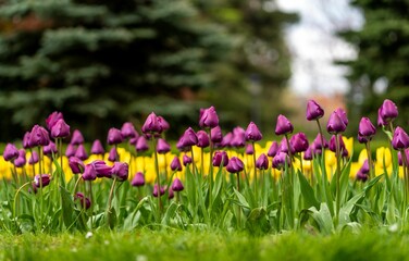 Picturesque landscape featuring a vast expanse of bright yellow and purple tulips in bloom