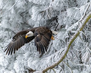 Majestic bald eagle perched atop a tree covered in frost, taking flight with its wings spread wide