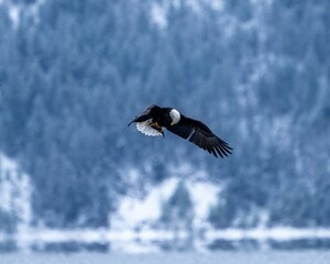 Bald eagle with its talons extended, swooping down to seize a large salmon with its beak