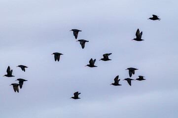 Flock of blackbirds flying across a cloudy grey sky on a breezy day in New Zealand