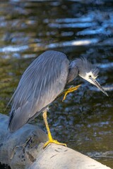 White-faced heron (Egretta novaehollandiae) in its natural habitat