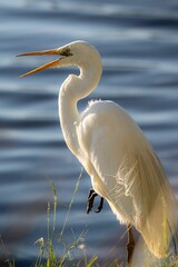 Great egret (Ardea alba) in its natural habitat