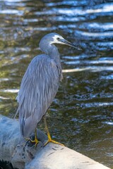 White-faced heron (Egretta novaehollandiae) in its natural habitat