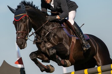 show jumping themed photograph horse jumping over an obstacle