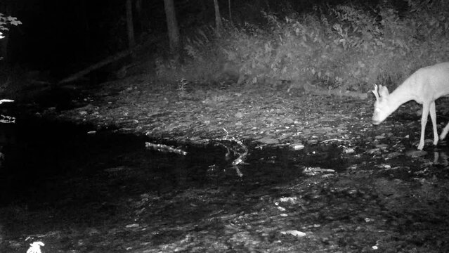 Reh im Bach, Wildkamera nachts