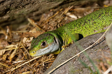 Westliche Smaragdeidechse (Lacerta bilineata)