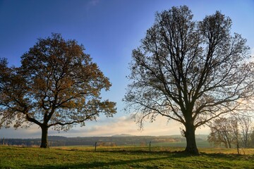 Obraz premium autumn landscape with two trees