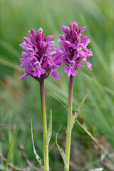 Knabenkraut (Dactylorhiza spec.)
