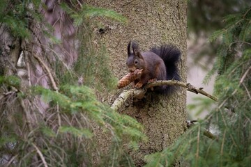 Close-up of a small red squirrel perched on a tree branch, enjoying a snack