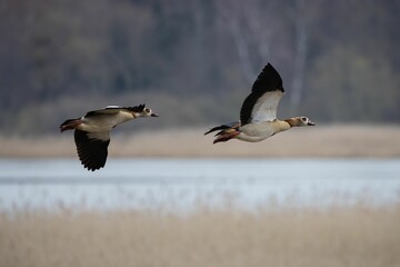 Alopochen aegyptiaca soaring above a lush, green field near a tranquil lake