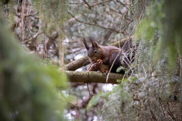 Close-up of a small red squirrel perched on a tree branch, enjoying a snack