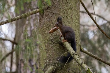 Close-up of a small red squirrel perched on a tree branch with a cone in its mouth