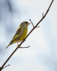 Fototapeta premium Beautiful European greenfinch perched on a branch of a tree