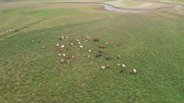 Herd of thoroughbred horses. Horse herd run fast in countryside on a cloudy summer day, Iceland
