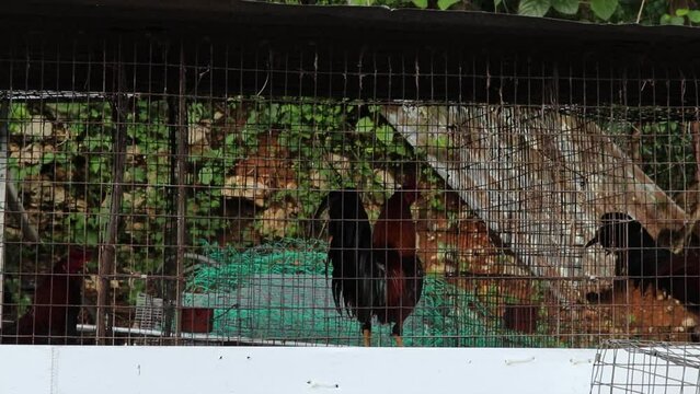 Cock in a cage before the cock fighting competition in Puerto Rico