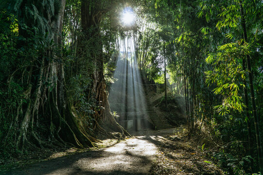 Sun rays break through the foliage of magnificent green tree on the road in the middle of forest. Beautiful summer morning in the forest.Magical summer forest