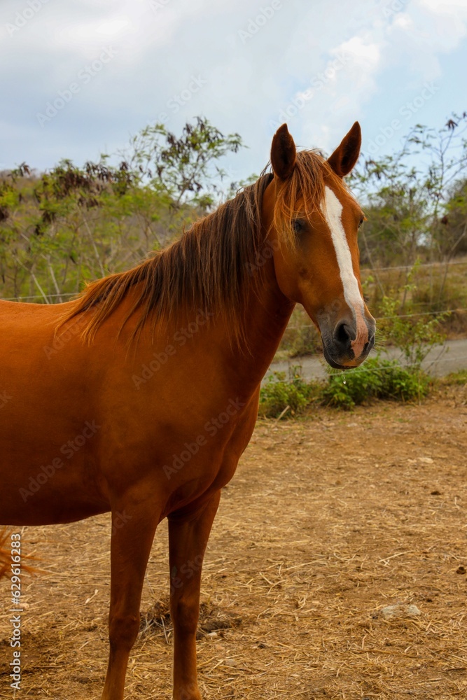 Poster majestic brown horse standing in a rustic landscape