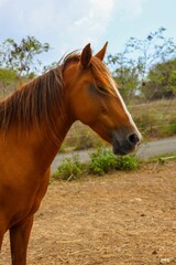 Majestic brown horse standing in a rustic landscape