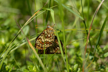 Wachtelweizen-Scheckenfalter (Melitaea athalia), auch Gemeiner Scheckenfalter
