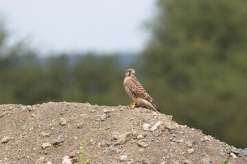 Turmfalke (Falco tinnunculus)