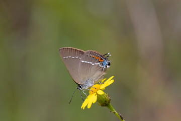 Kreuzdorn-Zipfelfalter (Satyrium spini)