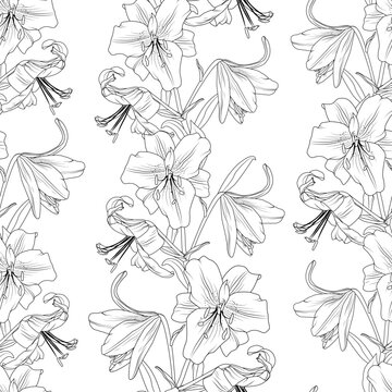 Black and white lilly line art seamless pattern. Lily amaryllis hippeastrum bloom blossom flowers. Vector illustration for fashion, textile, fabric, decoration.