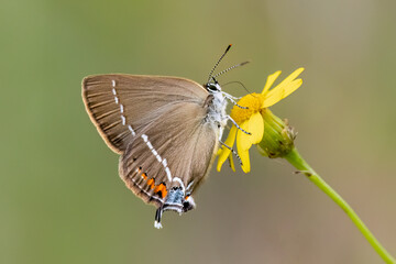 Kreuzdorn-Zipfelfalter (Satyrium spini)