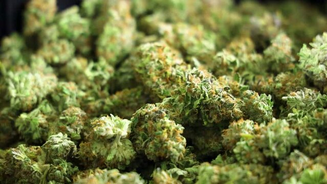 Closeup video of green bright dried cannabis buds for healthcare