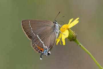 Kreuzdorn-Zipfelfalter (Satyrium spini)