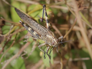 Big grasshopper closeup