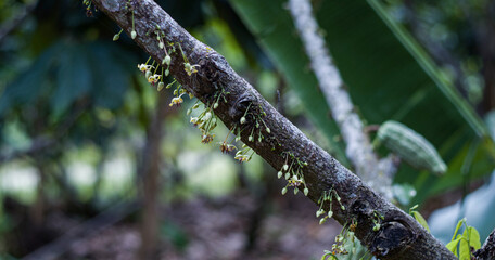 cacao tree flowers on branch, Jaen, Peru