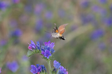 Taubenschwänzchen (Macroglossum stellatarum)