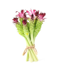 Obraz premium Purple siam tulip flowers isolated on white background with clipping path.