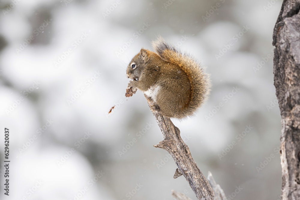 Poster close-up of a squirrel perched on a tree branch, nibbling on a nut