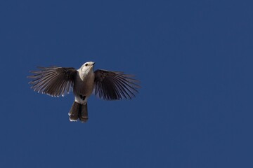 Fototapeta premium Kite in flight against a clear blue sky with its wings fully extended