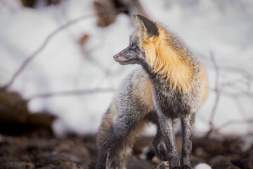 Majestic cross fox in front of a picturesque wintery forest during the daylight