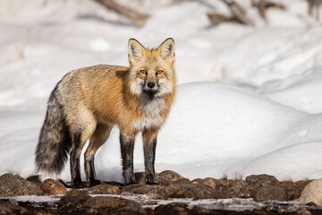Obraz premium Majestic red fox in the picturesque winter landscape, on the pristine white blanket of snow