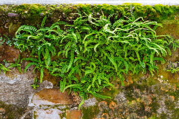 Maidenhair spleenwort (Asplenium trichomanes) is a small fern in the spleenwort genus Asplenium growing in curved and bent formations on an old brick stone wall with green leafs Arcumeggia, Italy. - Powered by Adobe