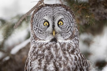 Adorable large owl perched on a branch with striking yellow eyes, staring directly at the camera