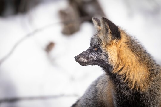 Majestic cross fox in front of a picturesque wintery forest during the daylight