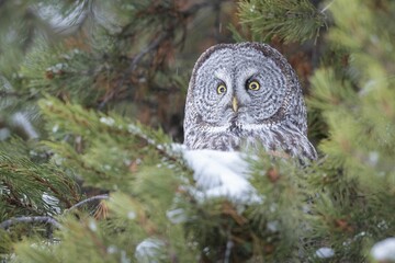 Majestic snowy owl perched atop a pine tree in its natural winter habitat looking at the camera