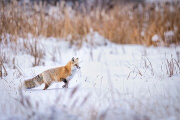 Red fox running through a snow-covered meadow of tall grass in the wintertime