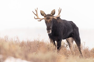 Adult moose stands in a clearing surrounded by snow-covered tall grass on a cold winter day