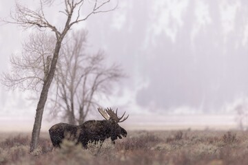 Majestic moose stands amidst a dreamy landscape of foggy trees in the lush green grass