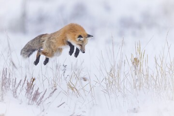 Majestic red fox in the picturesque winter landscape, on the pristine white blanket of snow