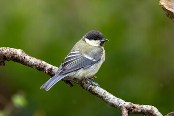 Kohlmeise (Parus major)