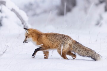 Majestic red fox in the picturesque winter landscape, on the pristine white blanket of snow